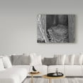 thumbnail image 3 of Trademark Fine Art 'Robins Nest' Canvas Art by Brenda Petrella Photography Llc, 3 of 3