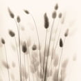 thumbnail image 2 of Blaustein, Alan 26x26 White Modern Wood Framed Museum Art Print Titled - Italian Tall Grass No. 1, 2 of 4