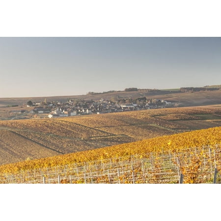 Autumn in the Vineyards of Chablis, Burgundy, France, Europe Print Wall Art By Julian