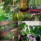 thumbnail image 5 of 40 clips para plantas de jardín para jaula de tomates, plantas trepadoras, vides, plantas suaves y clips de enrejado de flores para tallos de plantas, tallos oso de fresa Hogar, 5 of 5