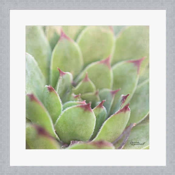 Garden Succulents I Color by Laura Marshall, Framed Wall Art, 19.5W x 19.5H