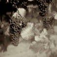 thumbnail image 2 of Blaustein, Alan 15x15 Black Ornate Wood Framed with Double Matting Museum Art Print Titled - Grapes Sepia - 40A, 2 of 4
