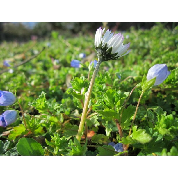 Common Daisy Lawn Daisy Bellis Perennis Inch By 30 Inch Laminated Poster With Bright Colors And Vivid Imagery Fits Perfectly In Many Attractive Frames Walmart Com Walmart Com