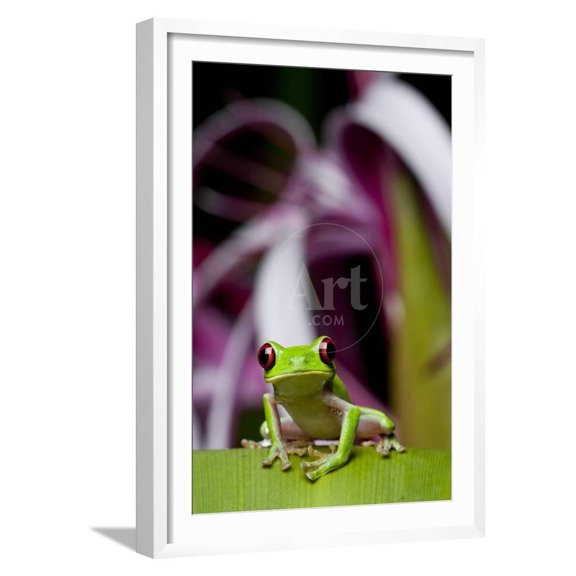Red Eyed Tree Frog, Costa Rica, Animals Figurative Scenic Framed Art Print Wall Art by Paul Souders Sold by Art.Com
