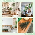 thumbnail image 2 of Dried Preserved Eucalyptus Plant Bundle,Real Natural 12 Stems Eucalyptus Leaves, 17'' Fresh Eucalyptus for Shower, Aromatherapy, Flower Vase,Arrangements Wedding,Home Greenery Decor (Green), 2 of 8