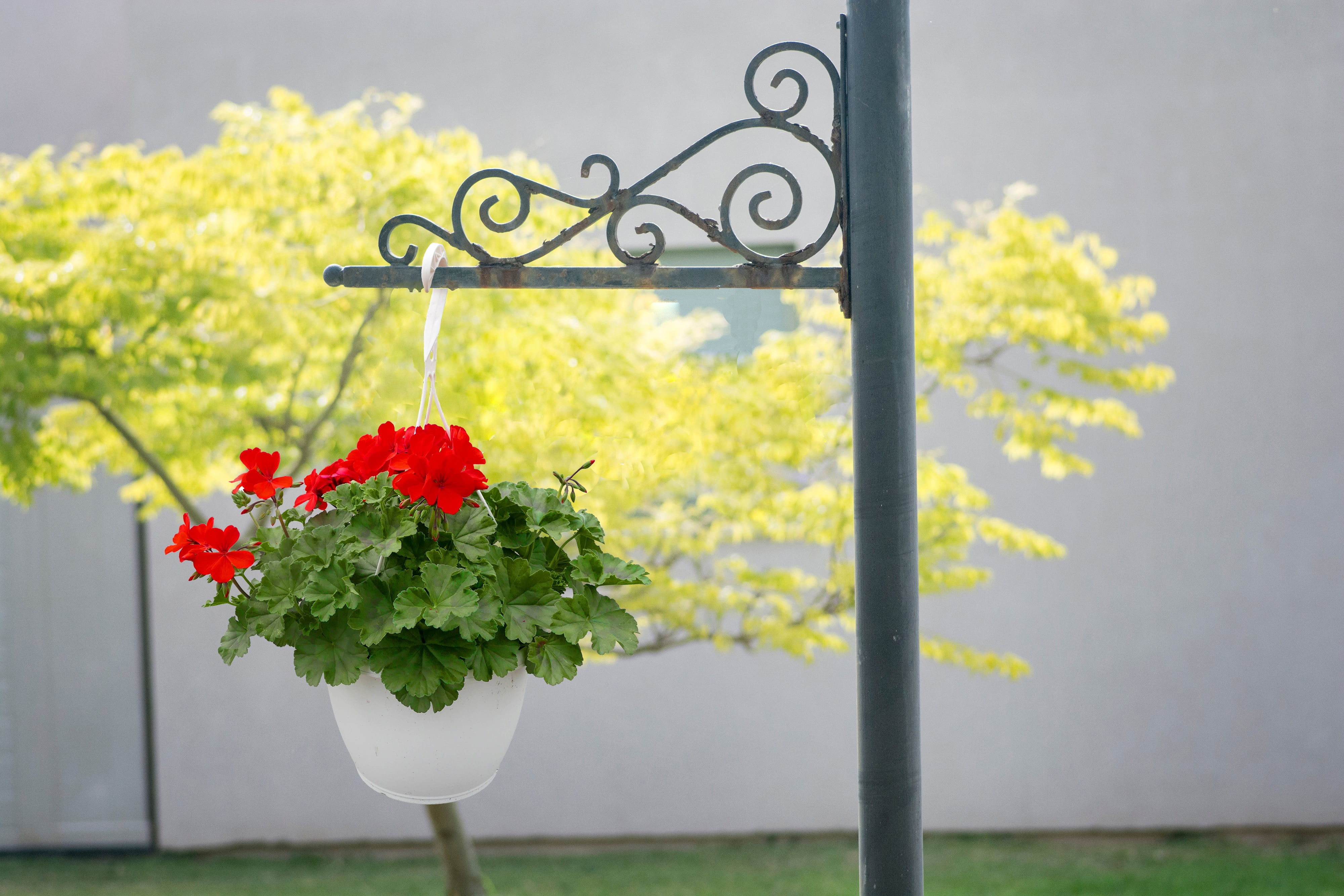 Expert Gardener 1.5G Geranium Full Sun Annual Flowering Hanging Plant