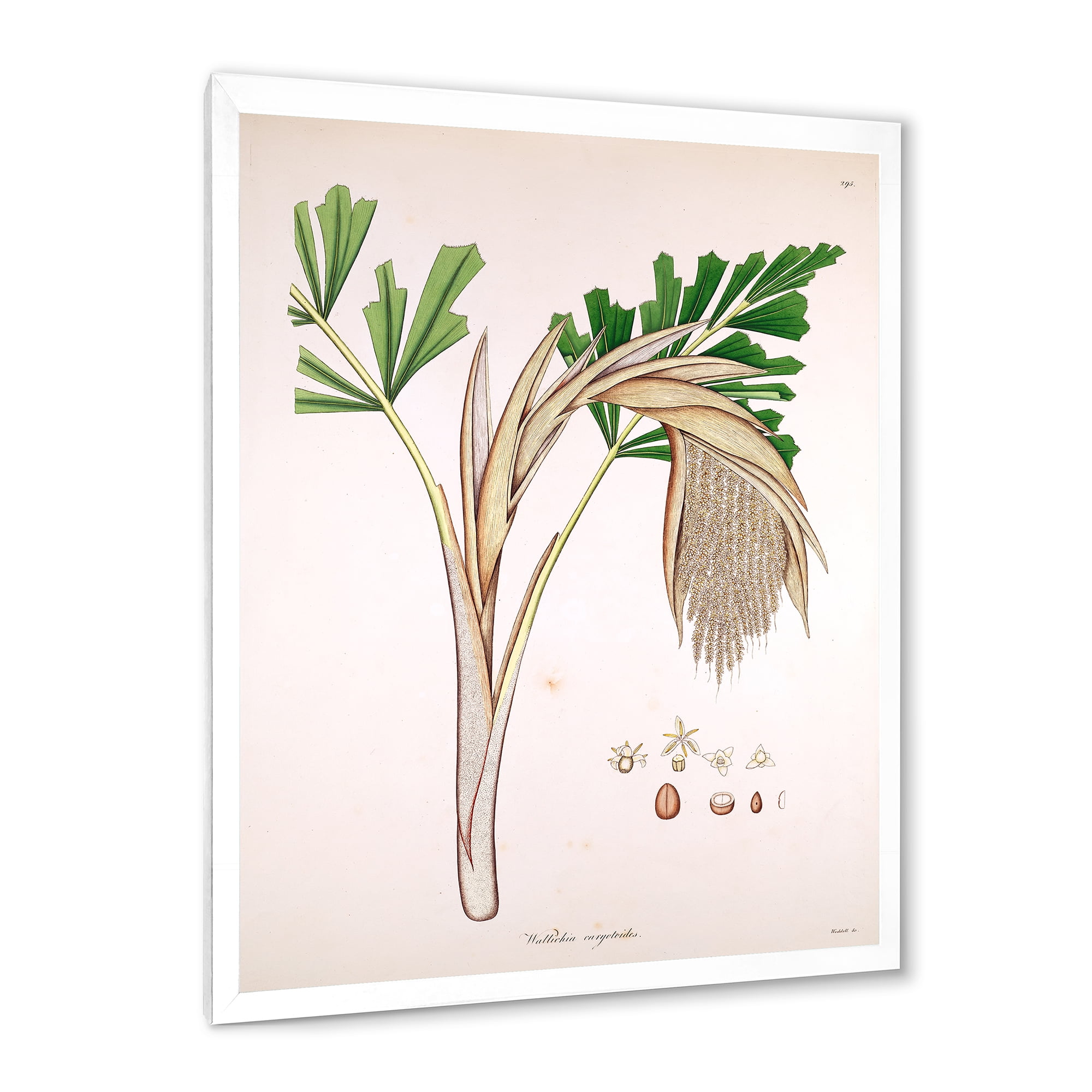 Designart 'Ancient Plant Life XV' Farmhouse Framed Art Print