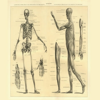 Human Anatomy Skeleton and Muscles of the Body Educational Chart  18x12