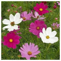 Everwilde Farms - 1 oz Sensation Tall Mixed Cosmos Garden Flower Seeds - Gold Vault Bulk Seed Packet