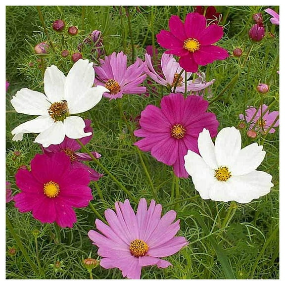 Everwilde Farms - 1 oz Sensation Tall Mixed Cosmos Garden Flower Seeds - Gold Vault Bulk Seed Packet