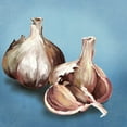 thumbnail image 2 of Jensen, Asia 15x15 Gold Ornate Wood Framed with Double Matting Museum Art Print Titled - Garlic, 2 of 4