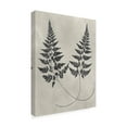 thumbnail image 2 of Trademark Fine Art 'Vintage Fern Study I' Canvas Art by Vision Studio, 2 of 4