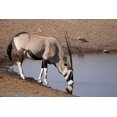 thumbnail image 2 of Kaveney, Wendy 32x23 White Modern Wood Framed Museum Art Print Titled - Namibia, Etosha NP Oryx drinking at a waterhole, 2 of 4