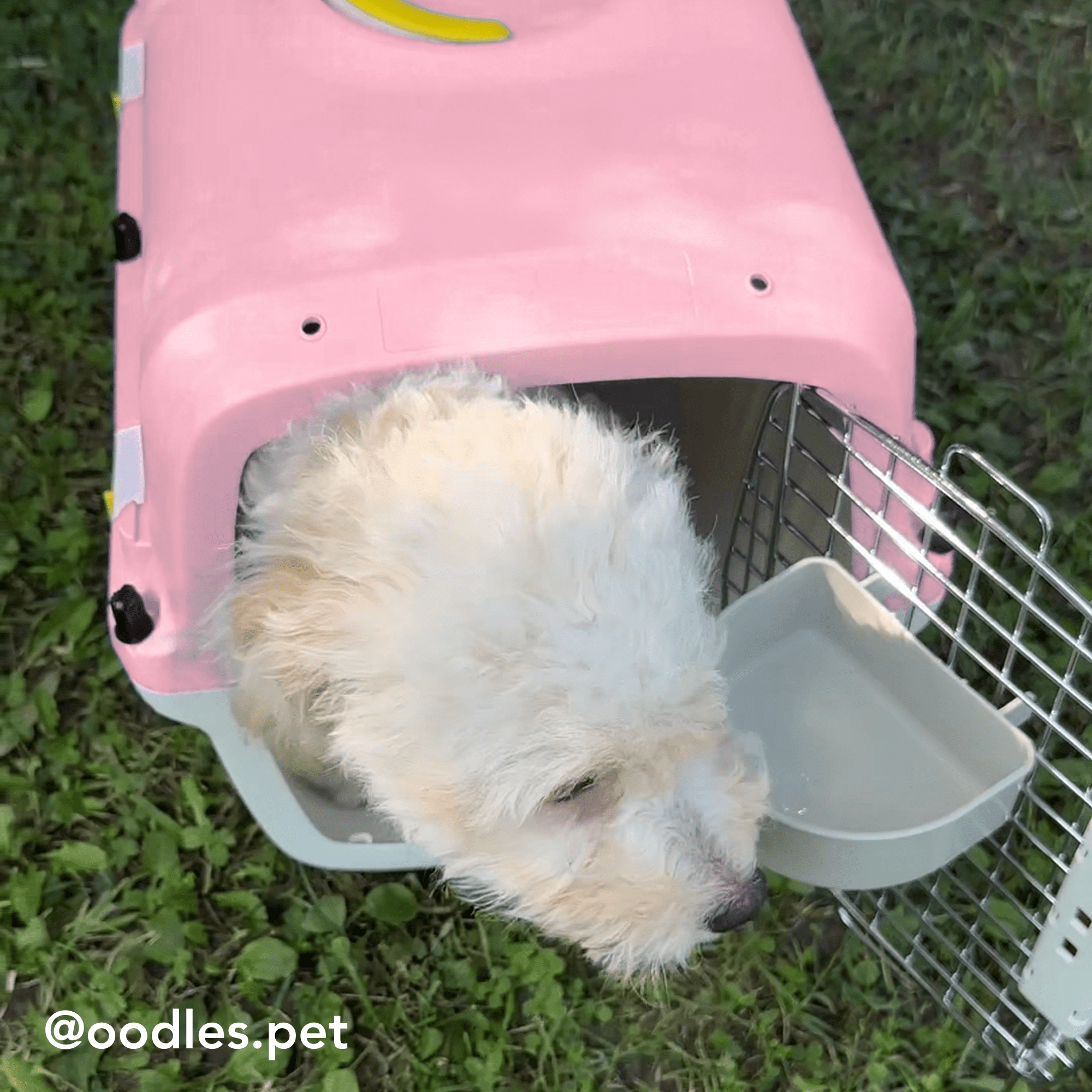 Oodles 24" Plastic Travel Pet Kennel, with Clip On Bowl, Pink
