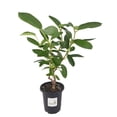 thumbnail image 2 of Mandevilla Plant, Vibrant Giant Dark Pink Flower, Quart Pot, 2 of 6