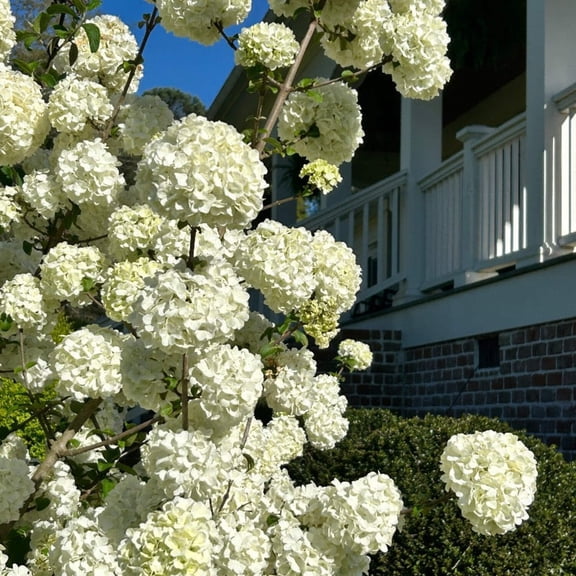 Sterile Viburnum, Chinese Snowball - Viburnum macrocephalum 'Sterile'