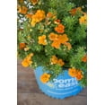 thumbnail image 6 of Bloomin Easy 2 gal Potentilla Bella Sol Live Shrubs, 6 of 8