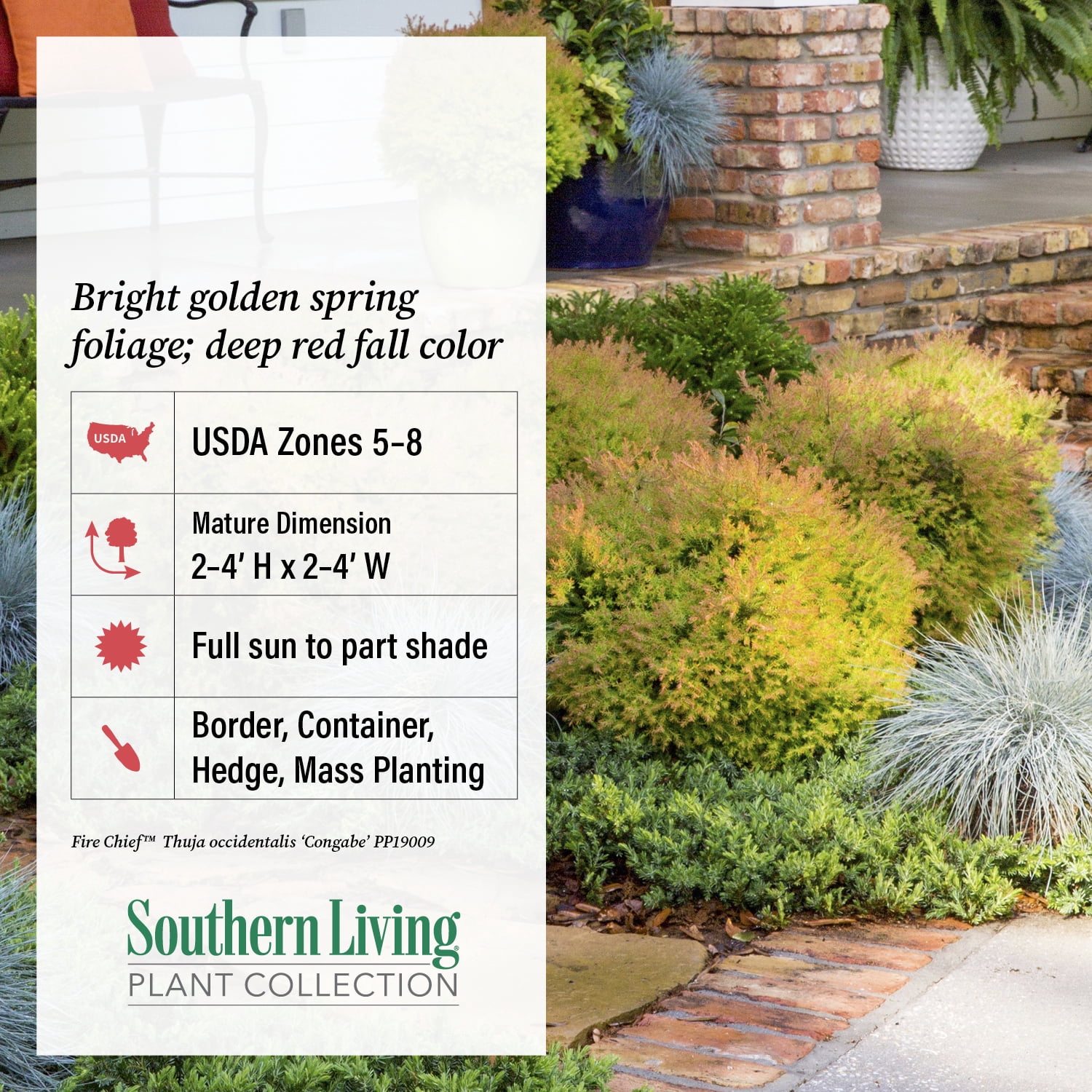 Southern Living Fire Chief Arborvitae Live Shrub in 2.5-Quart Grower Pot