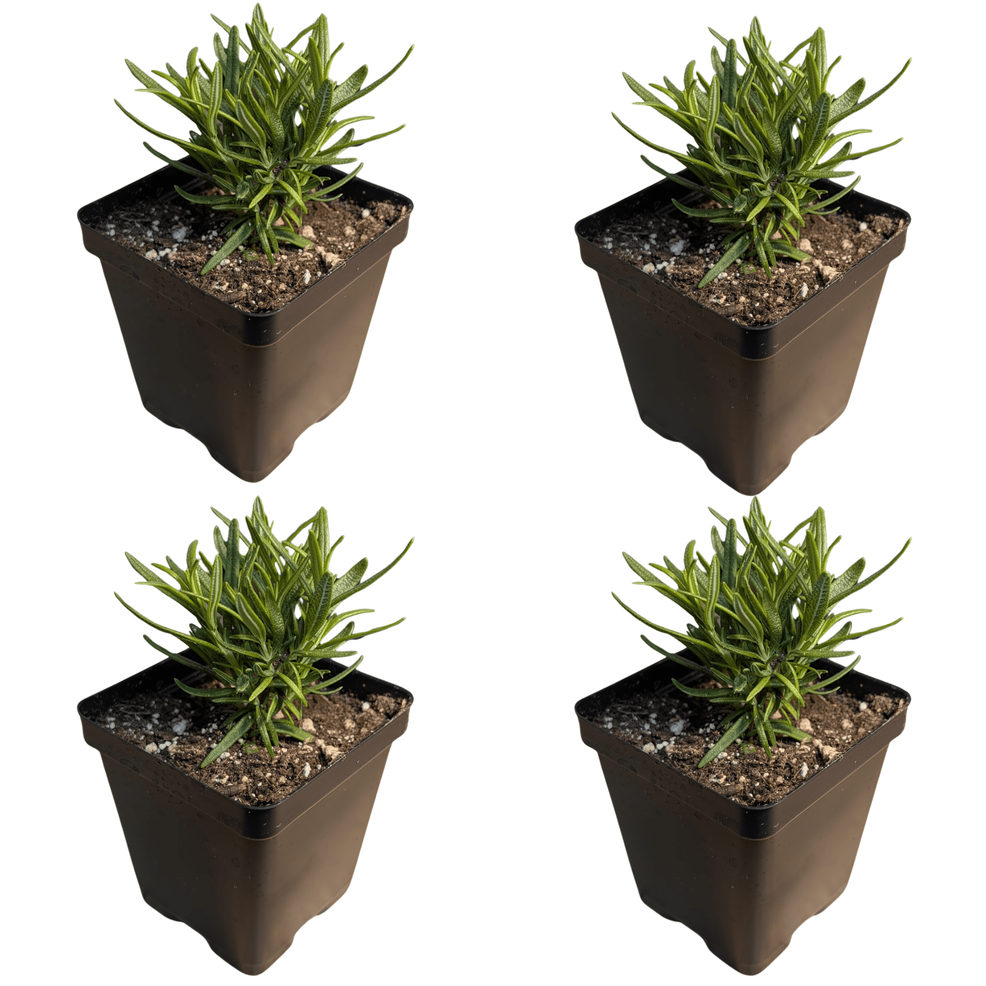 Rosemary "Barbeque" Live Plants - 4 Plants - USDA Organic