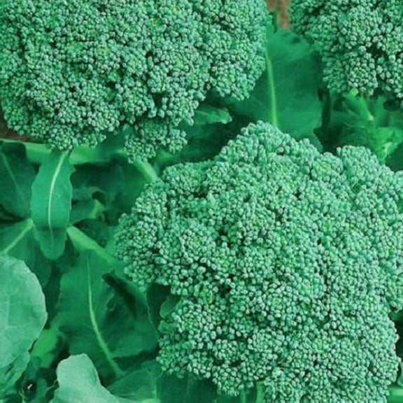 250 Broccoli Seeds | NON-GMO | Fresh Heirloom Garden Seeds