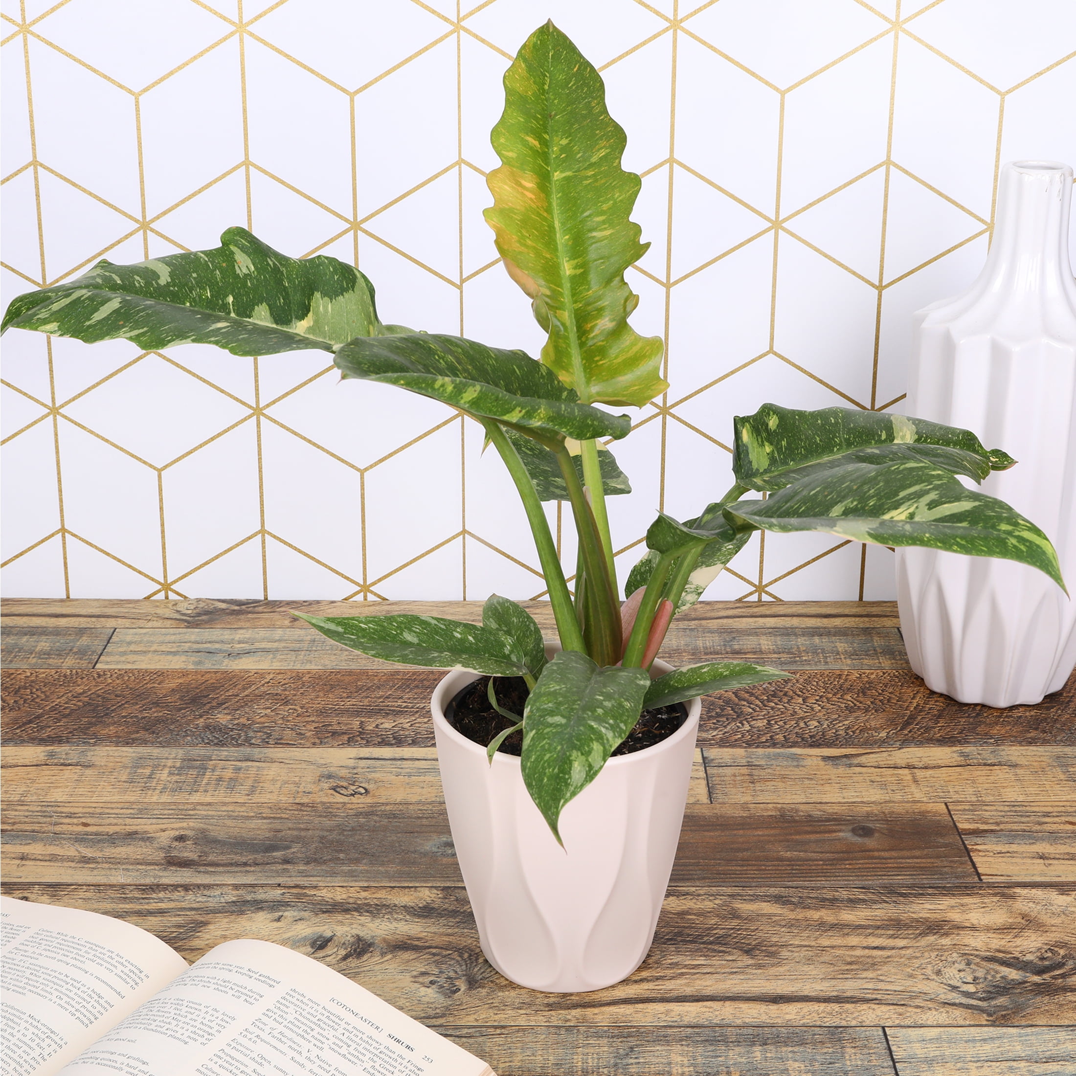 Wild Interiors Live Indoor Fancy Philodendron Assorted in 5" Decorative Fiber Clay Pot