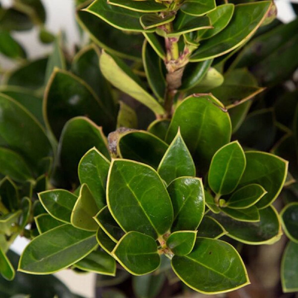 Flowerwood Outdoor Live Carissa Holly Evergreen Shrub 2.5 Qt Walmart