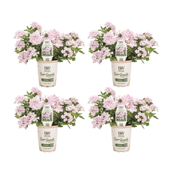Proven Winners 4" Superbena Pink Cashmere Verbena Live Plant in 4.25" Pot (4 Count)