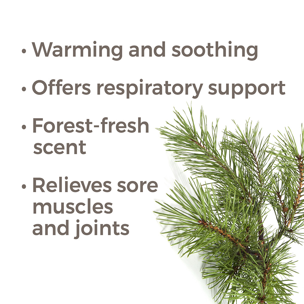 Plant Therapy Essential Oils Pine Scots 100 mL (3.3 oz) 100% Pure, Undiluted