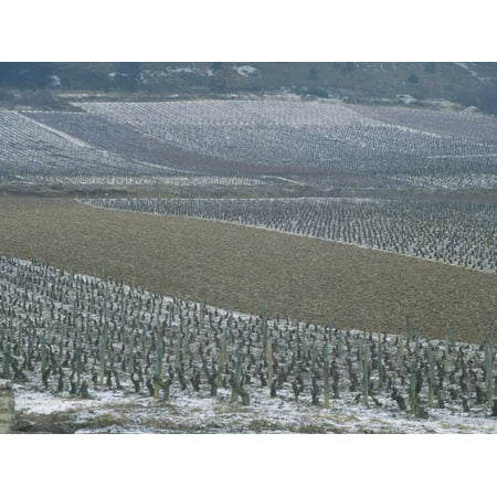 Landscape of Vineyards in Winter with Snow Near Pommard, in Burgundy, France, Europe Print Wall Art By Michael