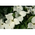 thumbnail image 3 of 5 Flowering WHITE KOUSA DOGWOOD Cornus Kousa Tree Seeds, 3 of 5