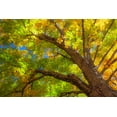 thumbnail image 2 of Gulin, Sylvia 24x17 White Modern Wood Framed Museum Art Print Titled - USA-New England-Vermont Autumn looking up into Sugar Maple Trees, 2 of 4