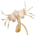 thumbnail image 4 of Fiesta Cosplay Prop Alien Face Hugger Horror Half Cover Látex, 4 of 9