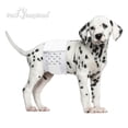 thumbnail image 3 of 32ct Paw Inspired Disposable Male Dog Wraps, Belly Bands for Male Dogs (Small), 3 of 4