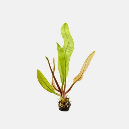 Madagascar Lace (Aponogeton madagascariensis) – Live Aquarium Plant for Freshwater Tanks