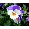 Garden Plant Seed Flower DHF10 Seed Pansy Masterpiece Rococo Mix 50