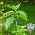 thumbnail image 4 of 4 Live Catnip Plants, Catnip Mint Plants for Home Garden, Containers Growing, Size 3 to 6 Inch Starter Plants, No Pot, Well Rooted, 4 of 6