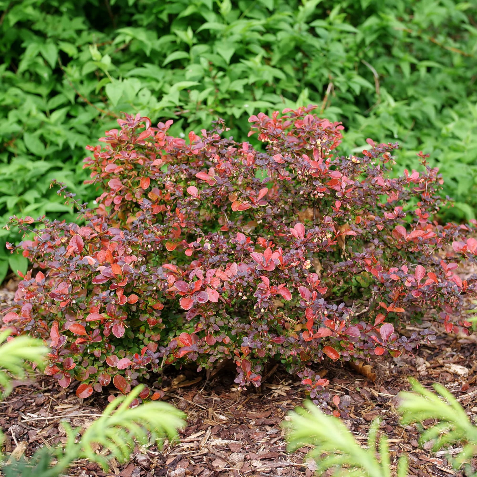 Proven Winners ColorChoice 5" Red Sunjoy Really Red Barberry Live Plant in 4.5" Pot (4 Count)