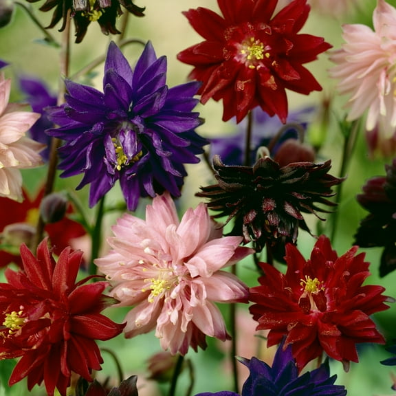 Van Zyverden Aquilegia Columbine Artisian Blend Set of 8 Plant Roots Multicolor Partial Sun Perennial Pollinator 1 lb