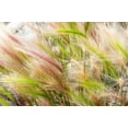 thumbnail image 2 of 40 SQUIRREL TAIL Barley GRASS (Foxtail Barley) Hordeum Jubatum Ornamental Seeds, 2 of 10