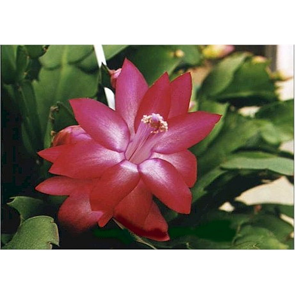 Red Christmas Cactus Plant Zygocactus 6" Hanging Basket Walmart