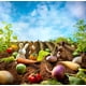 thumbnail image 5 of Juego de memoria SmartGames Grabbit para 2-4 jugadores a partir de 4 años, 5 of 5