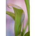 thumbnail image 2 of Paulson, Don 23x32 Gold Ornate Wood Framed with Double Matting Museum Art Print Titled - Close-up of calla Lily, 2 of 4