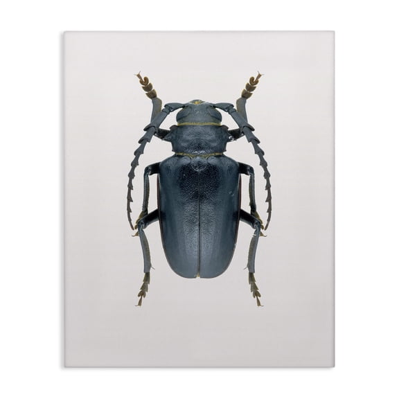 Stupell Industries Contemporary Beetle Blue Yellow Animal Photograph Canvas Art, 16 x 20, by Design Fabrikken