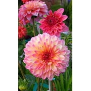 100+ Rare Mix Dahlia Flower Seeds - Easy to Grow, Made in USA, Ships from Iowa. Grow Beautiful Dahlias