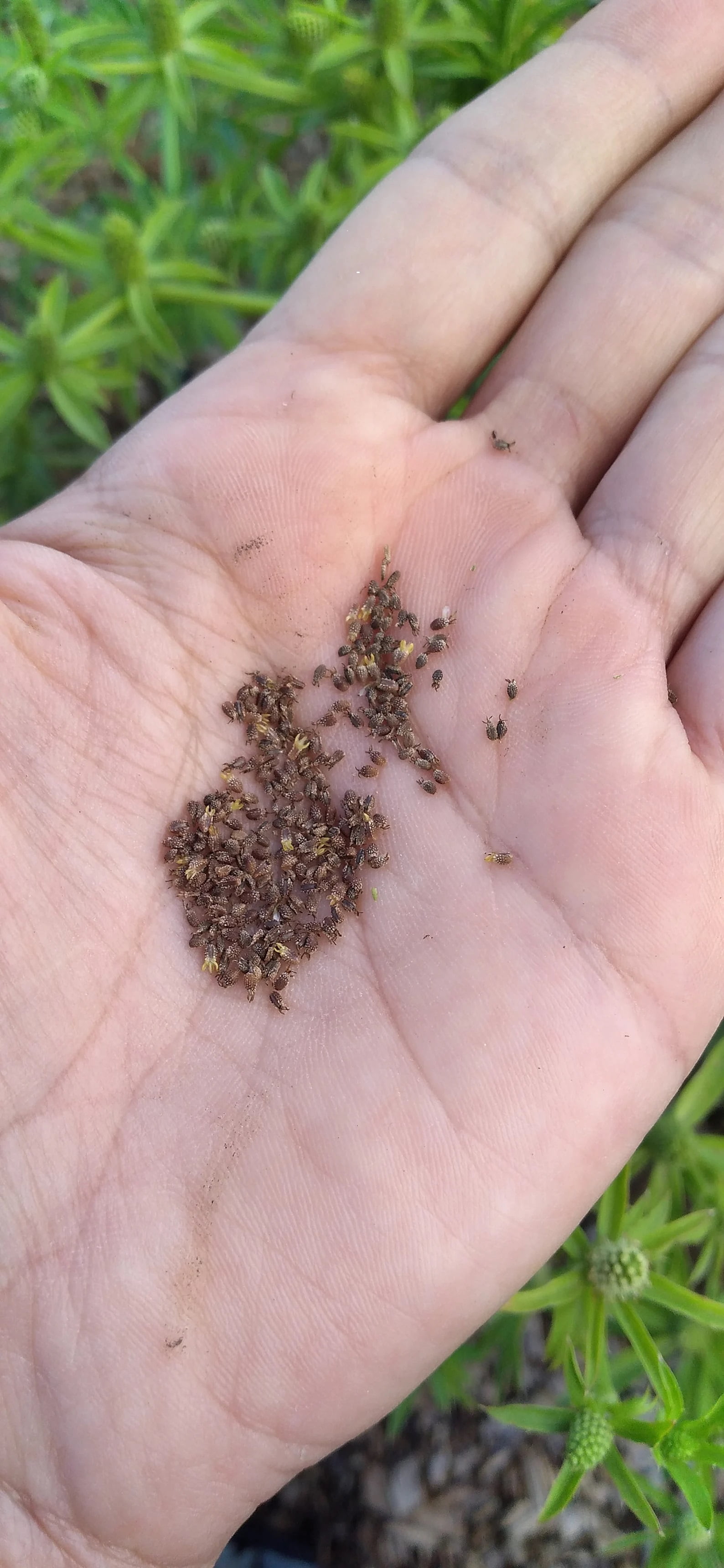 Desde Mi Huerto Long Leaf Coriander Recao Organic Seeds