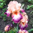 thumbnail image 2 of Come Away with Me Bearded Iris Flower Bulbs - Attracts Butterflies and Hummingbirds - Deer Resistant - Good as Cut Flowers - Naturalizing - Perennializing - Easy to Grow Live Plants - Outdoor Garden, 2 of 5