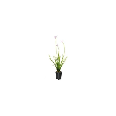 Society Garlic 5 Live Quart Size Pots Tulbaghia Violacea Butterfly Attracting Flowering Groundcover Plants