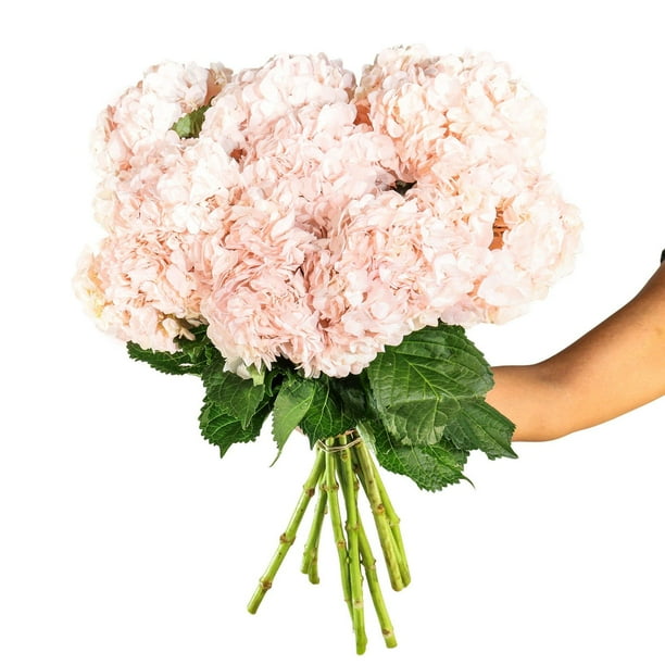 ☆hydrangea☆さま 専用です Member's Mark Color Enhanced Hydrangeas, Bridal Pink, 20