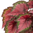 thumbnail image 5 of 6 in Rex Begonia Cherry Fields Live Houseplant with Bright Indirect Sun, 5 of 6