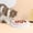 Pink, variant on MSBC Non-Slip Habitat Mounted Large Melamine Slow Feeder Bowl for Dogs, White